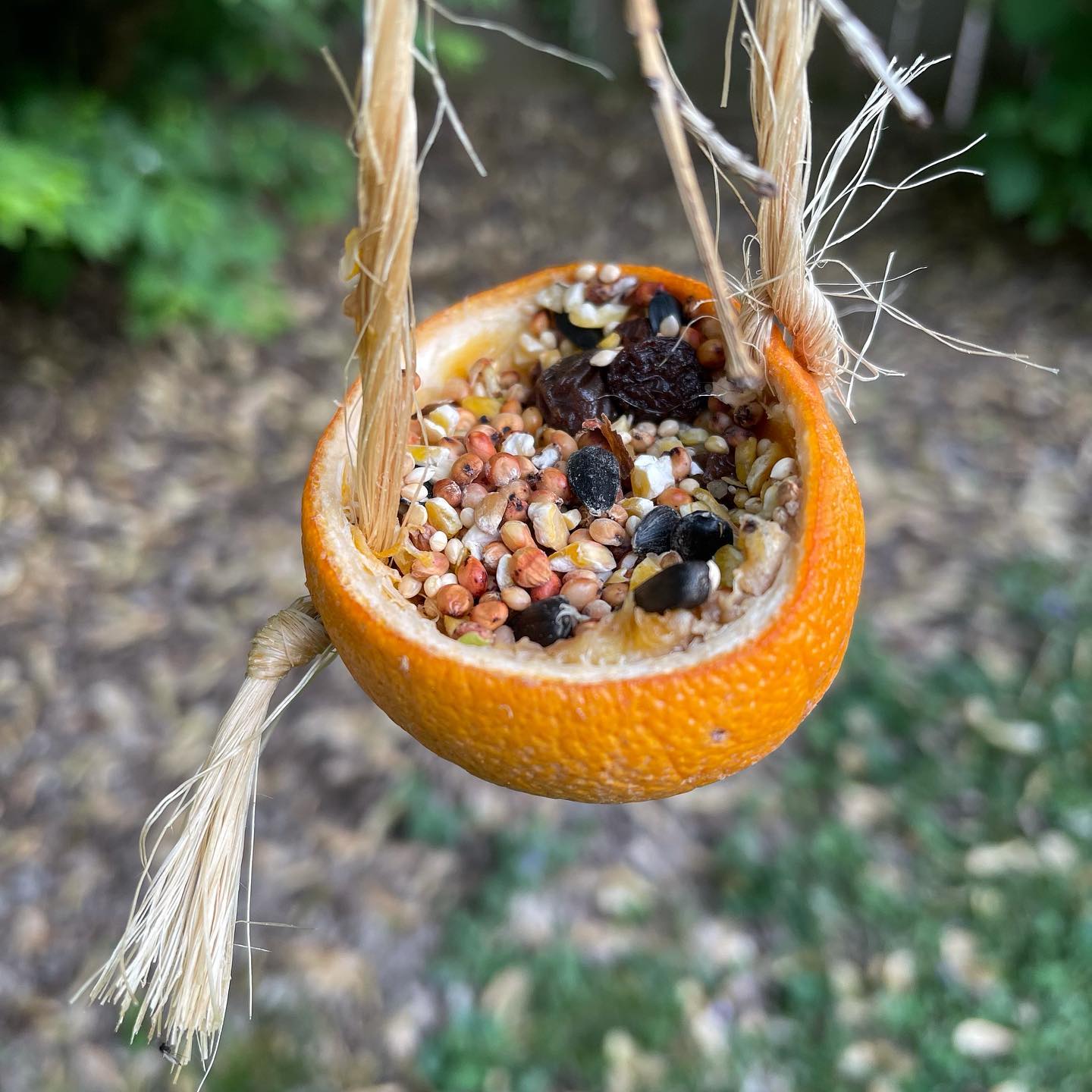 natural-bird-feeder-dunsurfin